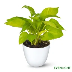 Golden Money Plant Indoor (Without Pot) image 3