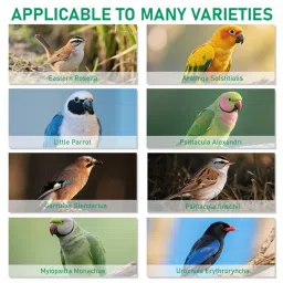 ZIBUYU® 2Pcs Parrot Clothes, Budgie Jumpers, Adorable Bow Banana Print Budgie Diaper Bird Flight Suit, Elastic Straps Design, Lightweight & Comfort, Washable, Size S image 4