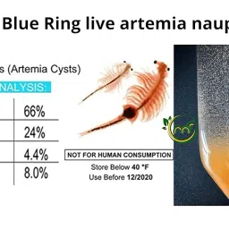 Imported Blue Ring Artemia Capsules 10 + Free 2, All Life Stages, Brine Shrimp Eggs 90% Hatching in 24 Hours (12 Capsules) image 5