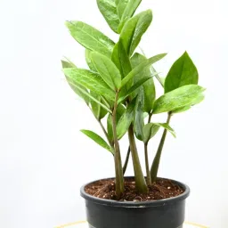 Nayra Live ZZ(Zamioculcas zamiifolia) Plant Indoor Plant with Black nursery Pot |Small Plant With Pot image 4