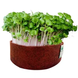 Sow and Grow Microgreens Beginner Gardening DIY Kit -Pink Radish and Mustard - Grow 2 Microgreens || Easy to Use Kit for Beginner Gardeners (Pink Radish and Mustard) image 3