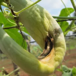 Bactrocera Cucurbitae- Melon Fruit Fly pheromone Lure Used in All Vegetable Crop, Lure Field Life 45-60 Days (10) image 2