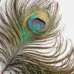 Bamboo Flute | Bansuri 1 pc| Natural Medium Scale | for Professional/Beginner Basuri | Traditional flute with Peacock feather | 16 inch Bamboo Bansuri with peacock feather flute pack of 1 image 2