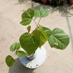 Healthy Live Sindur Tree | Organic Bixa Orellana Plant (Pack of 1) image 2