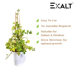 EXALT® 2 feet Premium Natural Teak Wood Plant Support Sticks - Garden Sticks for Straightening Training and Supporting Plants - Strong and Durable Solution for Healthy Growth (15 pcs) image 2