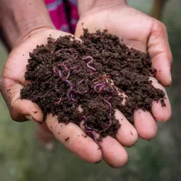 COIR GARDEN - Organic Vermicompost Fertilizer Manure For Plants as Insecticide (5 KG) for Home Gardening | Soil Mix for Pot Plants | Compost Garden Soil | Natural Booster for Flowering Plant image 1