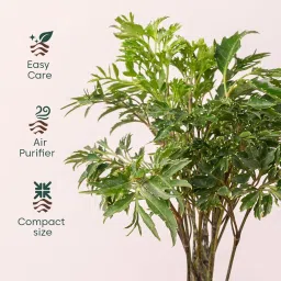 Kyari Indoor Plants for Home Decor Combo of 4 with White Self Watering Pot - Jade, Aglaonema Lipstick, Golden Snake, Aralia Green - Small 4 inch image 2