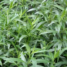 Kapebonavista® Kariyat Creat bhui nimba hara chirayata kalmegh kalmegh bhadratikta charaita nilavempu bhui nimba Andrographis paniculata sapling plant in poly bag. image 1