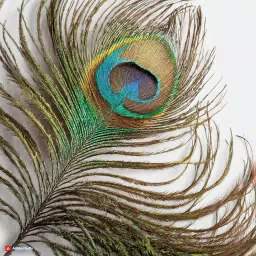 Awadh Bamboo Flute | Bansuri | Natural Medium Scale | for Professional/Beginner Basuri | Traditional flute with Peacock feather | 16 inch Bamboo Bansuri with peacock feather flute pack of 1 image 1