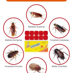 XLENTAG Cockroach Roach Killing Bait, Roach Bait Station For Large Roaches, Kills The Nest, Child-Resistant, 6 Count,Insects, Indoor/Outdoor (2) image 3