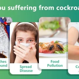 Radiant Natural Cockroach Killer for Kitchens, Bathrooms, and Cabinets, cockroach killer gel, roach repellent for cockroach, for Indoor Cockroach Control, Insect Control (Pack of 12) image 2