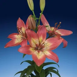 Flortand Garden® Imported Holland Asiatic Lily Flower Bulbs for Home and Gardening | Pack Of 1 bulbs (DARK RED) image 3