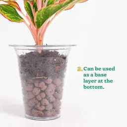 Ugaoo LECA Balls for Plants 1.8 kgs/ 6 Liter- Clay Balls for Plants, Hydroponics and Soilless Gardening-Improves Plant Growth, Aeration, and Drainage (Size: 8-15 mm) image 5