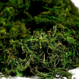 CATTAILS Natural Green Dried Moss Grass (450g) | Preserved Moss for Pots, Home, and Garden | Decorative & Functional Ground Cover for Indoor Plants, Terrariums, Craft Projects | Long-Lasting image 1