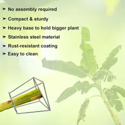 ROLLYWARE Heavy Stainless Steel Decorative Banana Plant Stand for Ideal for Placing The Banana Plant/Tree/stem Stand for puja/Religious and Other Ceremonies Banana Leaf Stand for Pooja,Pack of (2) image 4