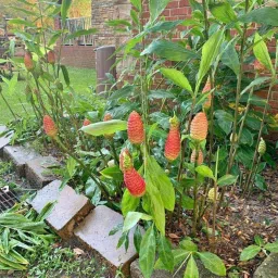 ROYAL LAND Red Shampoo Ginger Root Bulbs, Zingiber Zerumbet, Live Ginger Lily Awapuhi Kuahiwi shampoo ginger, bitter ginger pack of 5 Rhizome for Garden image 2