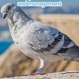 20 Pcs Pigeon Ring, Bird Leg Ring for Identification and Tracking, Durable and Lightweight Design for Pigeons and Parrots Suitable for Bird Enthusiasts and Breeders image 3