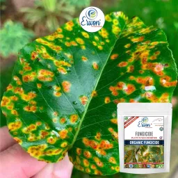 Erwon® Fungus Remover, Premium Essential Powerful Organic Fungus for all Plants (100 gm) image 5