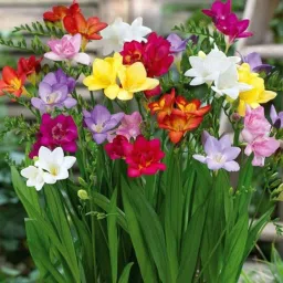 Andhagnai Greens Freesia Multicolor Flower Bulbs For Indoor/Outdoor Gardening (Set Of 10 Bulbs) image 1