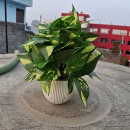 abc Artificial Plant with Pot image 2