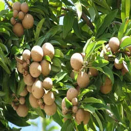 bakuchi Chiku Plant-picture-22