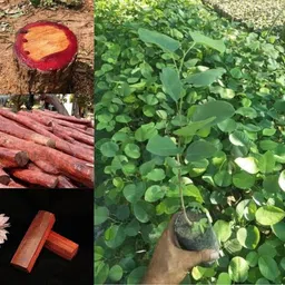 cloud farm Red Sandalwood Plant image 2