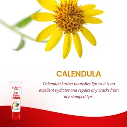 sunny herbals Lip Balm 10 gm (Pack 4) Aloevera image 4