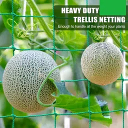 aayutri Plant Creeper Net (6 ft x 6 ft) Climbing Net/ Support Net Portable shade green Garden Tool Kit image 1