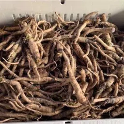 arshiayat Parwal Root live Pointed Gourd Seed, Green Parwal Root Seed image 2