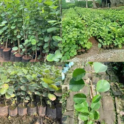 ibains Red chandan plant seeds pack of 34 Seed-picture-16