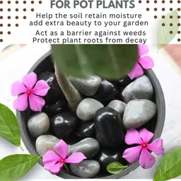 wowtag Black and Grey Stones Combo for Aquarium,Vase Filler, 2 KG, 2-4 cm, polished Polished Asymmetrical Marble Pebbles image 3