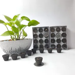 airofine fragrance 24 Guggal Loban Cow Dung Pooja Cups l Puja Item l Sambrani Dhoop Cup Tray Combo Guggul, Neem, Tulsi, Sandal Dhoop image 4