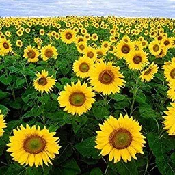 Sunflower Miniature Summer Flower Seed-image-51