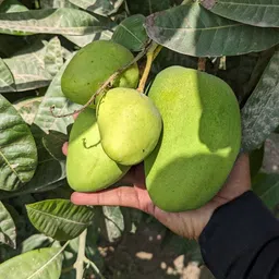 Mango Plant-image-35