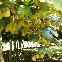 cloud farm Kiwi Plant-picture-11
