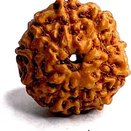 mahant ji 100% Certified Natural 10 Mukhi/Ten Mukhi Rudraksha Beads with Gangajal and Chandan from Kashi Wood-picture-13