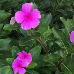 nayantara Nasturtium Plant image 4