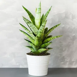 aquinnah Snake Plant-picture-14
