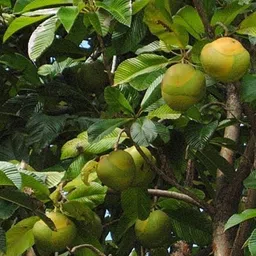 chalta Elephant Creeper plant image 4