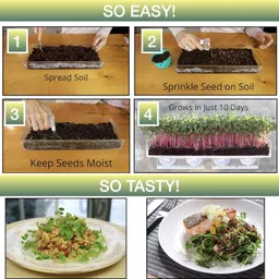 knessin Sustainable Wheat Grass Seeds for Sprouting & Hydroponics-(2000 Seeds) Seed image 3