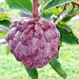 Custard Apple Plant image 5