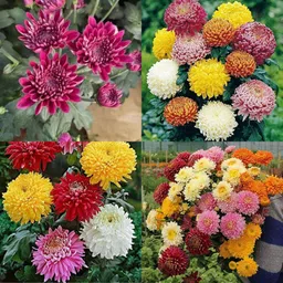 ibains Guldaudi double flower seeds pack of 48 Seed image 3