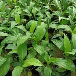 alogardening Lily Plant image 5