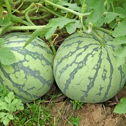 seedsilk store Hybrid Watermelon/ Tarbuj Fruit Seeds - Giant Fruit Sugar Baby Seed image 3
