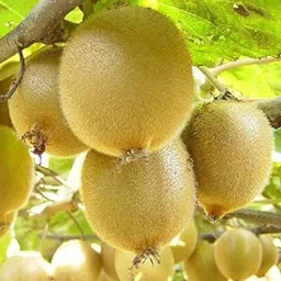 cloud farm Kiwi Plant image 1