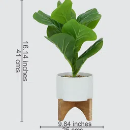 royaloak Fiddle Leaf Plant image 2