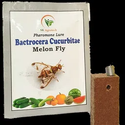 s k agrotech Bactrocera Cucurbitae - melon fruit fly pheromone trap & lure image 2