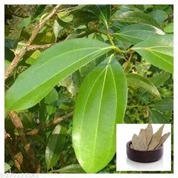 alochuz Bay Leaf Plant image 4