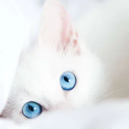 crative design WHITE LOVELY CAT digital reprint clip board exam pad (14 x 10 Inches) image 2