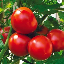 srkr AGRO ™ f1 hybridTomato seeds,DRAWF varaiety | Lal Tammatar,High yield vegetables Seed-picture-18